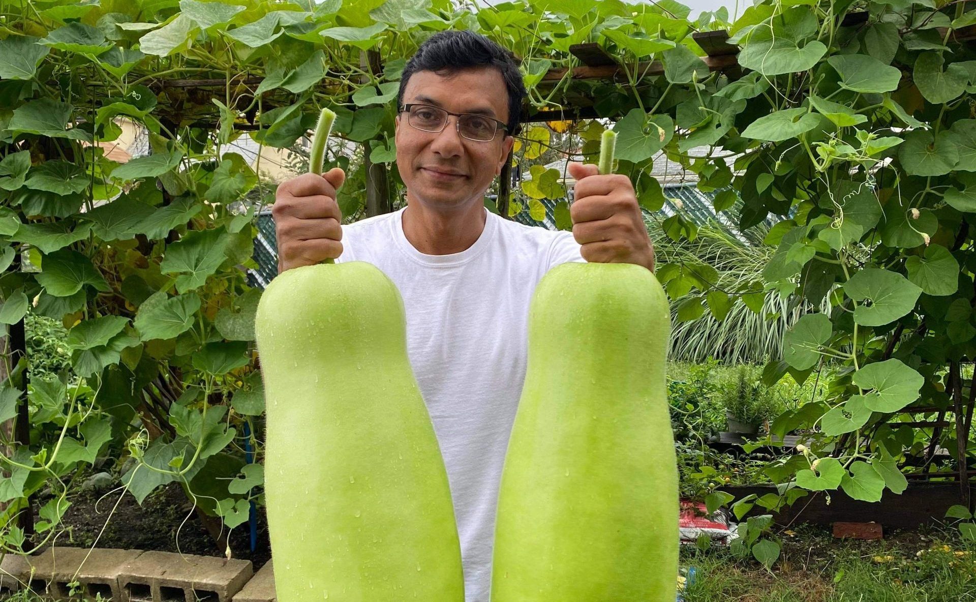 MASUM CHOWDHURY,NY -2021 SQUASH SEED PROVIDED BY ECO FARMER