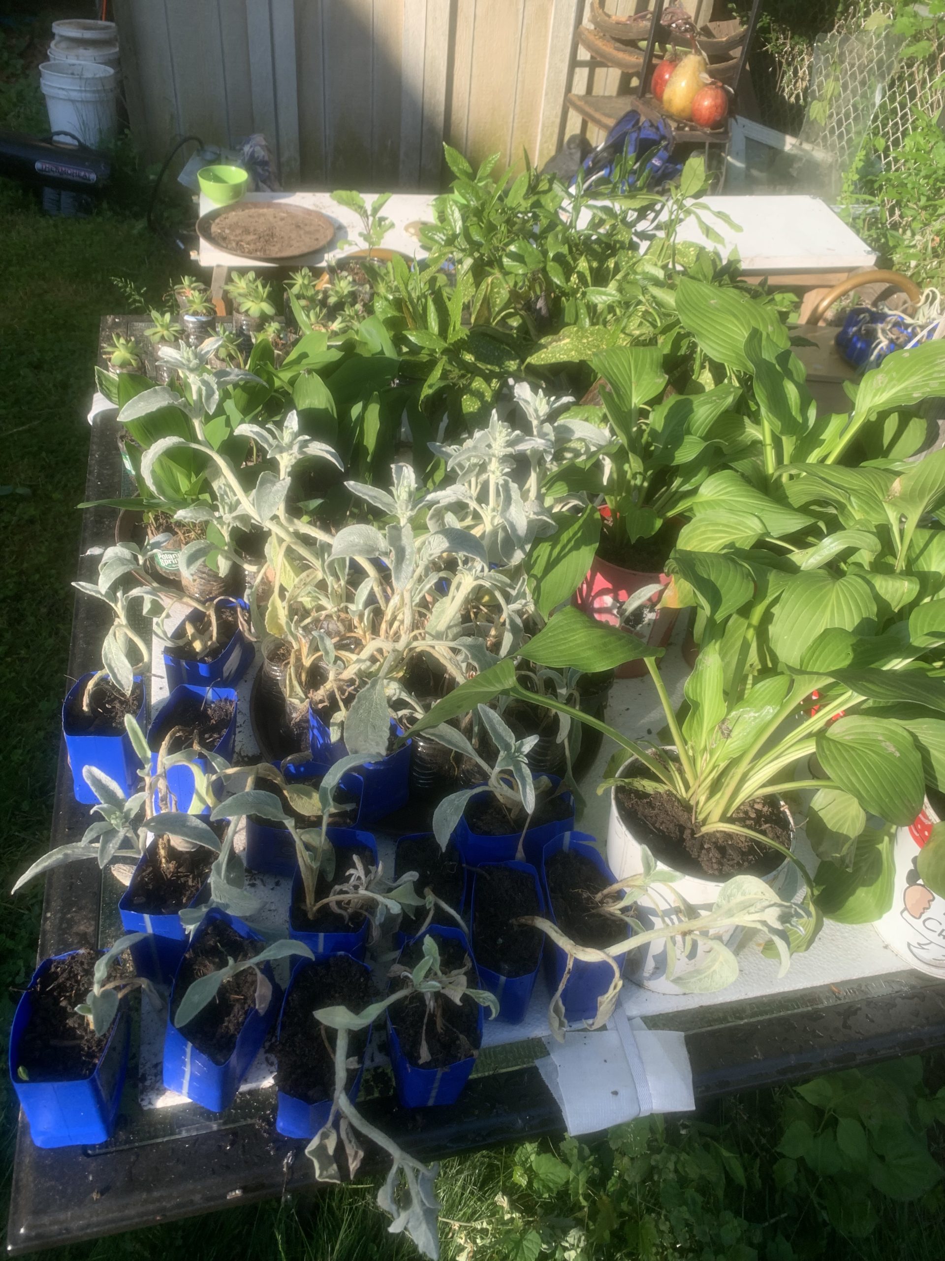 image_67212801